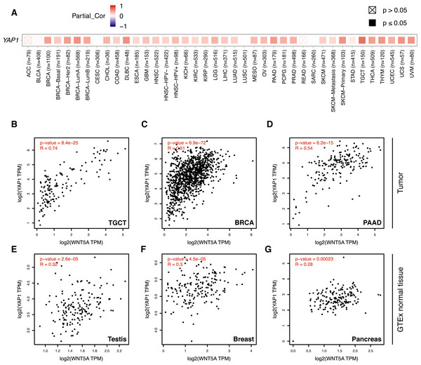 Correlation between WNT5A and YAP1 expression across cancer types.