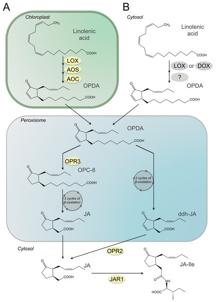 Synthesis of JA and its amino acid-conjugate JA-Ile in plants and fungi.