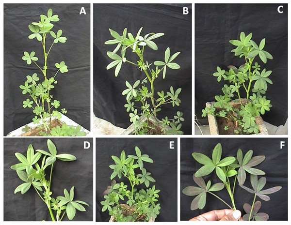 (A–F) Multifoliolate and pentafoliolate plants of Trifolium alexandrinum.