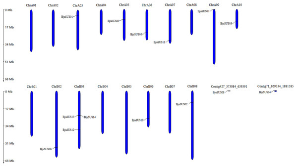 Chromosomal localization of the BjuSUSs.