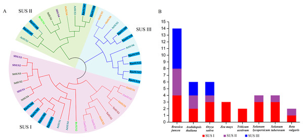 Phylogentic tree derived from amino acid sequences of the sucrose synthase genes in B. juncea (BjuSUS) and other seven species.