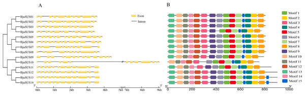 Sucrose synthase gene family in Brassica juncea: genomic organization ...