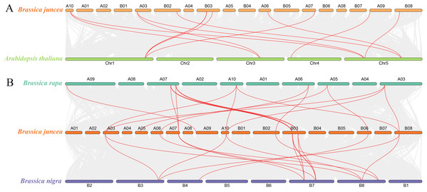 Analysis of collinearity among cruciferous species.