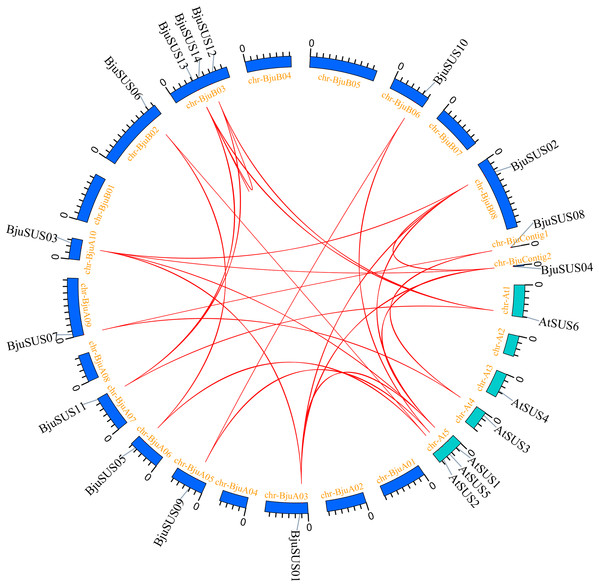 Segmental duplication and synteny analysis of SUS gene in B. juncea and A. thaliana.