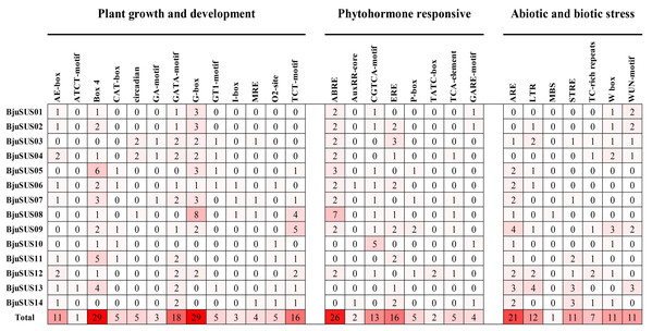 Analysis of cis-regulatory elements in the promoter regions of mustard SUS genes.