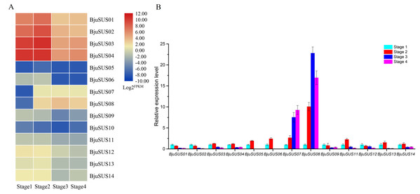 Expression analysis of BjuSUSs at different stem developmental stages.