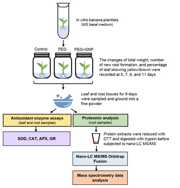 Osmotic stress in banana is relieved by exogenous nitric oxide [PeerJ]