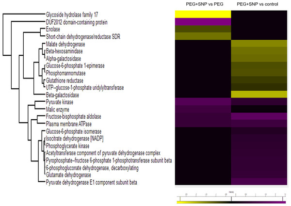 Heat map of the abundant carbohydrate metabolism-related proteins induced by osmotic stress and SNP in banana.