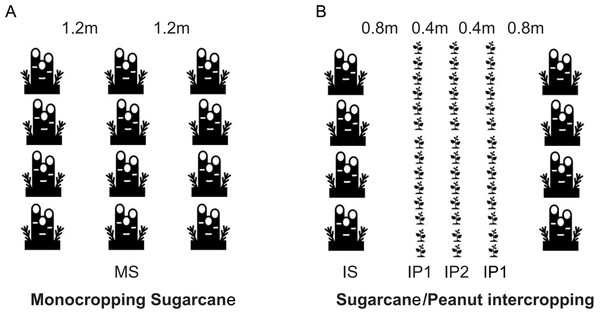 (A) Monocropping sugarcane (MS); (B) intercropping sugarcane (IS), intercropping peanut in the first line (IP1) and intercropping peanut in the second line (IP2).