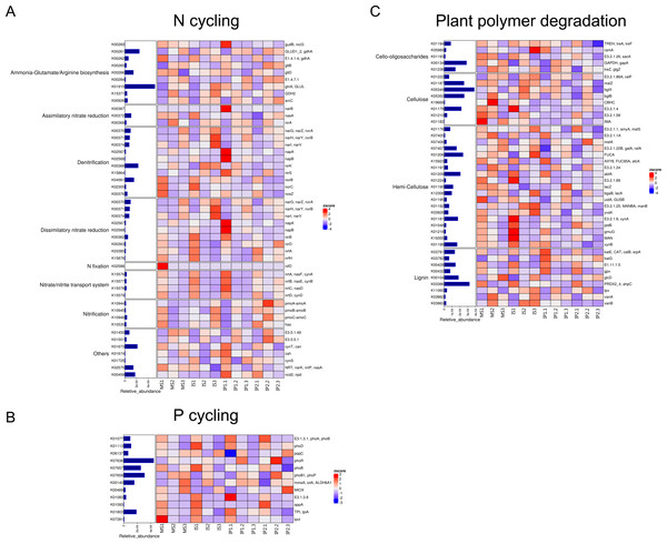 Relative abundances of genes related to N and P cycling and plant polymer degradation.