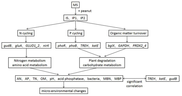 A conceptual model of intercropping affecting genes, pathways and physichemical properties in root zone soil.