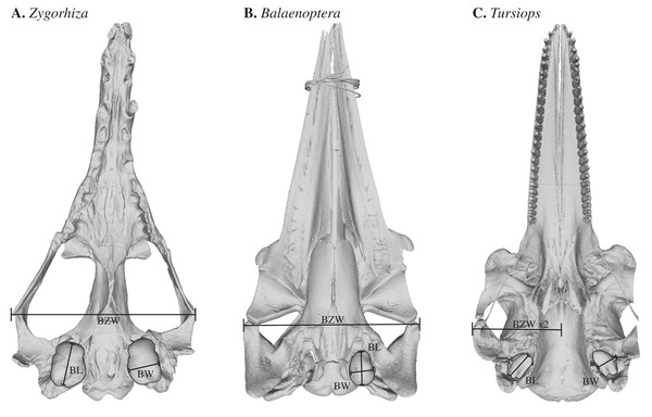 3D models of sample cetacean skulls illustrating the measurements collected for this study including (A) a stem cetacean (Zygorhiza, USNM PAL 11962), (B) a mysticete (Balaenoptera, USNM VZ 593554), and (C) an odontocete (Tursiops USNM VZ 550969).