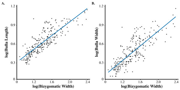 Log-transformed bivariate plot demonstrating allometric changes in bulla size and bizygomatic width.