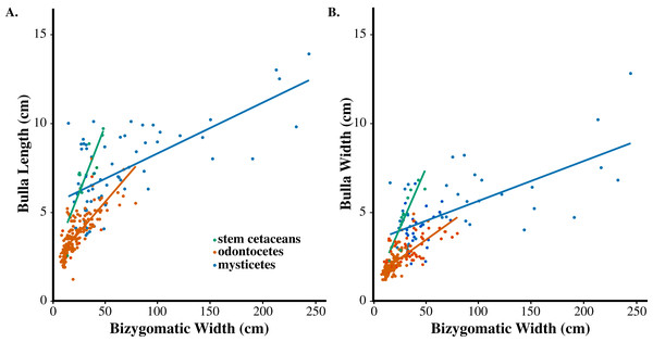 Allometric relationships of stem cetaceans, odontocetes, and mysticetes.