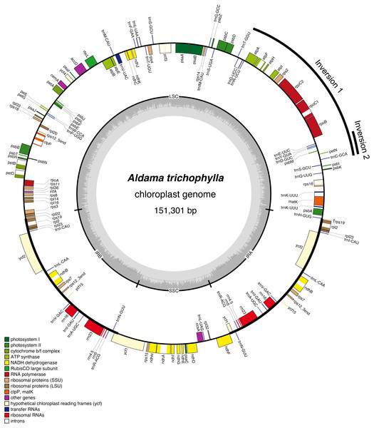 Gene map of the Aldama trichophylla plastome representing the genus Aldama and the plastomes of other five Heliantheae genera, which present the same general structure and gene content.