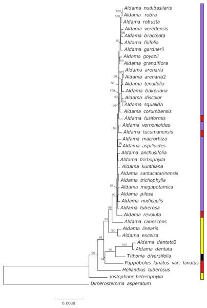 Phylogenetic relationships of 36 Aldama species and five species from other Heliantheae genera as outgroup based on complete chloroplast genomes, with one of the IRs removed.