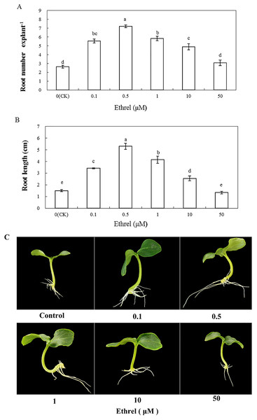 Effects of different concentrations of ethrel on adventitious root development in cucumber explants.