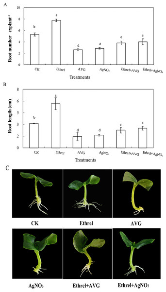 Effects of ethrel, AVG and AgNO3 on adventitious root development in cucumber explants. The primary root system was removed from hypocotyls of 5-day-old germinated cucumber.