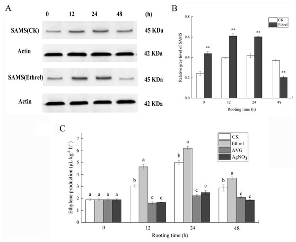 The protein expression of SAMS and ethylene production in cucumber explants.