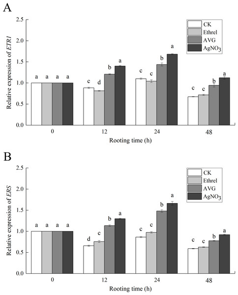 The relative gene expression levels of ethylene receptors ETR1 and ERS in cucumber explants.