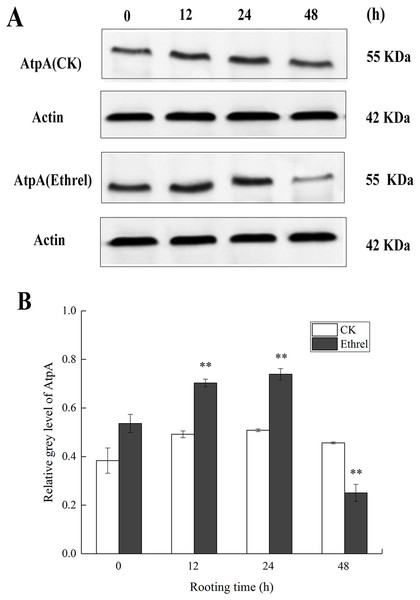 The protein expression level of AtpA in cucumber explants.
