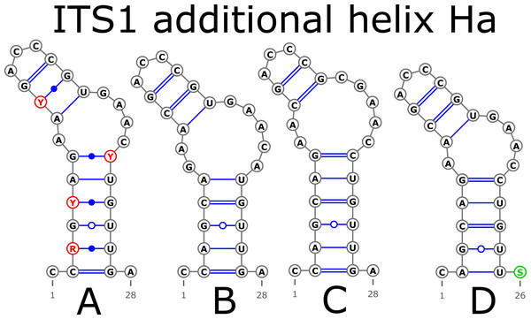 Structural variants of additional helix Ha.