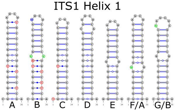 Structural variants of helix 1 (H1) in ITS1.
