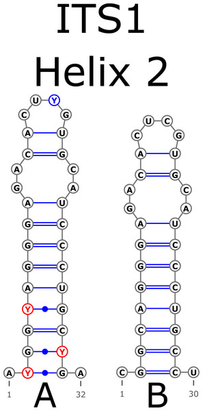Structural variants of helix 2 (H2) in ITS1.
