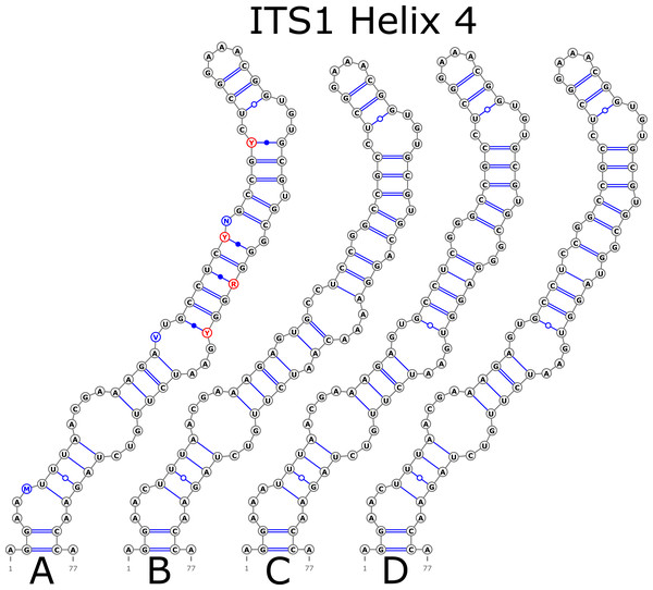 Structural variants of helix 4 (H4) in ITS1.