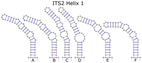 Structural variants of helix 1 (H1) in ITS2.