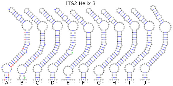 Structural variants of helix 3 (H3) in ITS2.