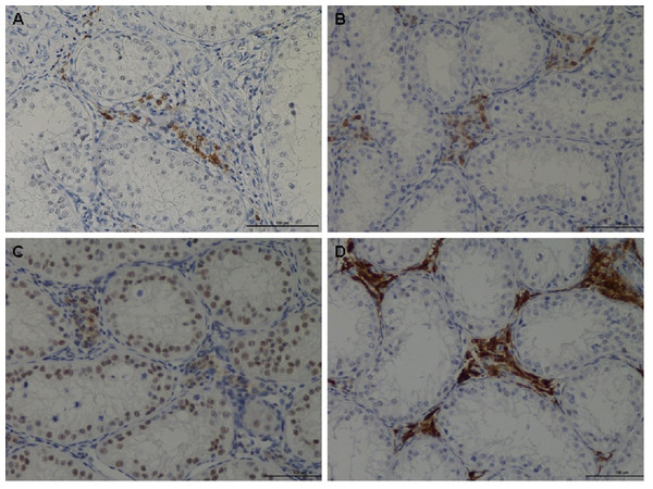 Immunohistochemical of RGN protein in the testis of veal calves.