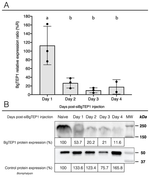 Knockdown of BgTEP1 expression in guadeloupean snails.