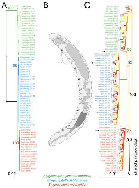 Phylogenetic reconstruction and Scanning Electron Microscopy images of Stygocapitella.