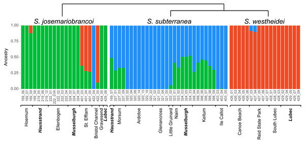ADMIXTURE analysis of 3,428 SNPs shows shared genetic variation.
