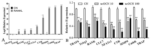 ucOCN inhibited osteoclast-related gene expression of RAW264.7 cells induced by RANKL.