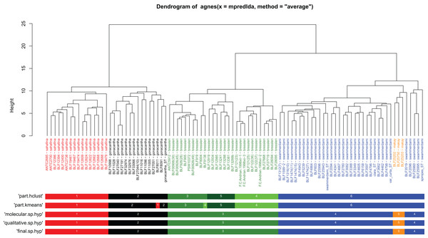 Quantitative morphometry-based dendrogram solution for Malagasy Aphaenogaster species.