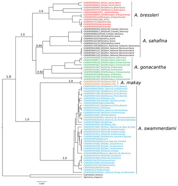 Bayesian phylogeny of Aphaenogaster COI sequences.