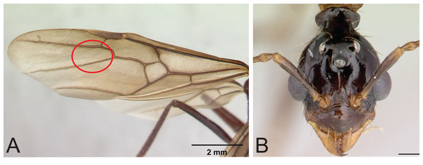 Identifying characters of Aphaenogaster swammerdami group.