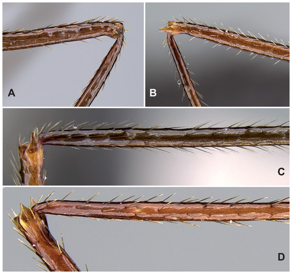 Diagnostic characters for Aphaenogaster workers.