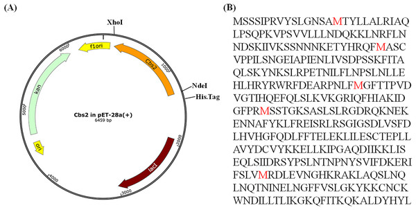 The Cbs2 expression plasmid and the encoded protein.