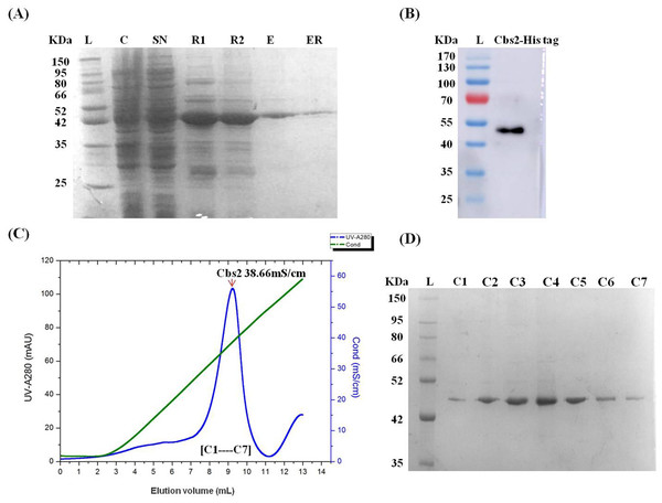 Purification of the Cbs2 protein by Ni NTA affinity chromatography and FPLC Resource Q anion-exchange chromatography (GE Healthcare).