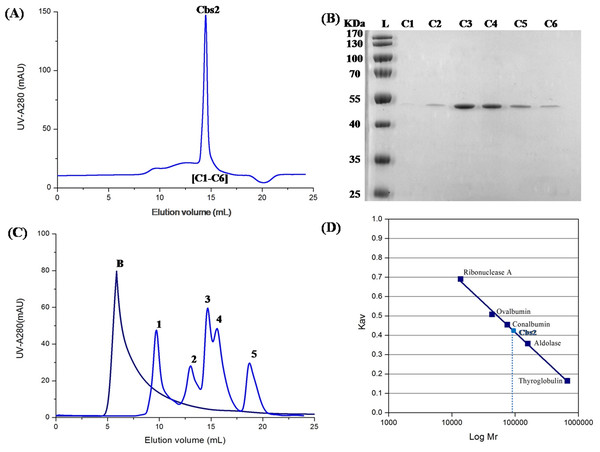 Further purification of the Cbs2 protein by Superdex 200 10/300 gel-filtration chromatography colum (GE Healthcare).