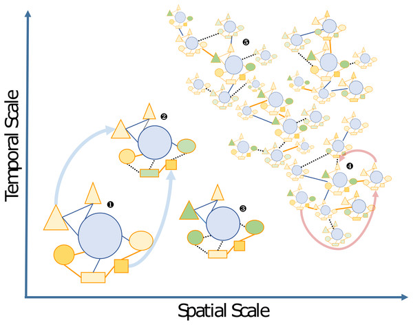Schematic view of the “Russian Doll” complexity and dynamics of holobionts, according to diverse spatiotemporal scales.
