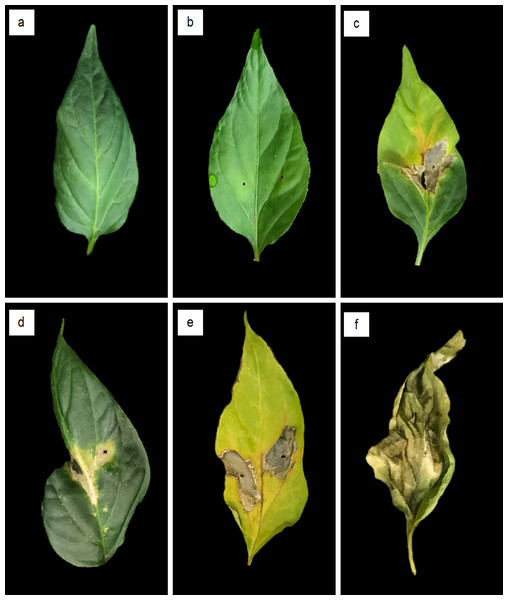 Bacterial spot symptoms induced in jalapeño pepper leaves 10 d after inoculation by Xanthomonas isolates from bacterial spot lesions of pepper plants.