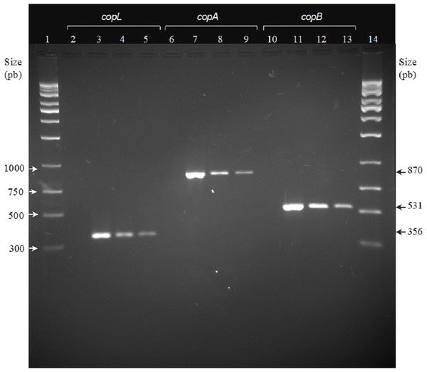 Agarose gel electrophoresis. PCR analysis of copper resistance (CuR) genes copL, copA, and copB.