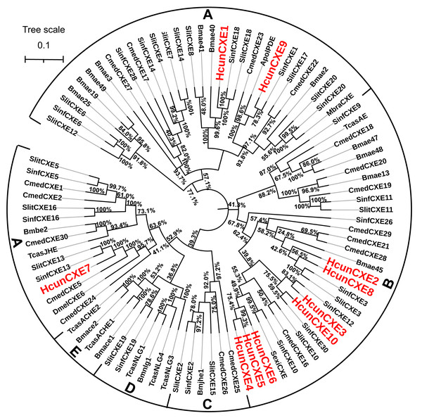 Molecular phylogeny comparing HcunCXEs with CXEs from other insect species.