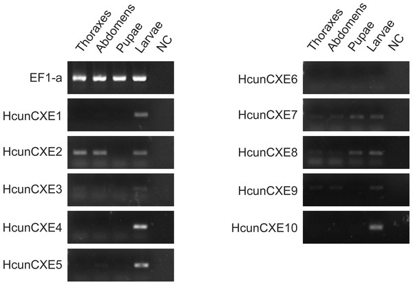 RT-PCR analysis of HcunCXEs gene expression in tissues taken from H. cunea adults and other life stages.