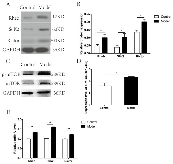 mTOR signaling pathway was activated in cardiac tissues in chronic alcohol intake rats.