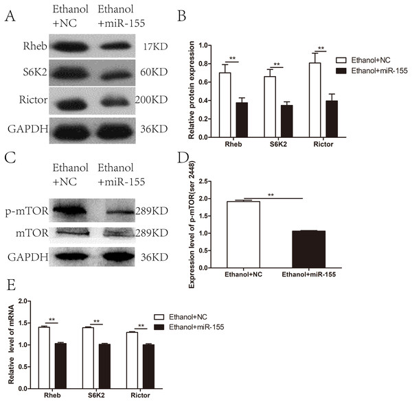 Effects of miR-155-5p upregulation on the mTOR signaling pathway.